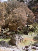 Chêne vert sur un rocher